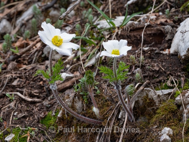 Alpine Pasque flower (Pulsatilla alpina subsp millefoliata) - Gargano - Wild Flowers
