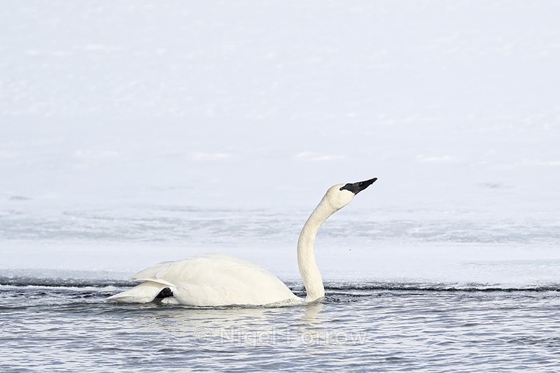 Trumpeter Swan drinking head back, Yellowstone River, Wyoming, USA - Trumpeter Swan