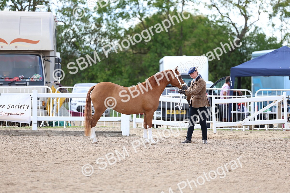 SBM_18723 - Class 317 - IH Pure Bred Horse-Pony