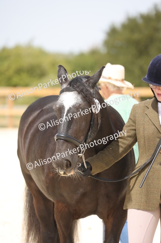 20260802-1500 - Class 16 - Best Horse or Pony