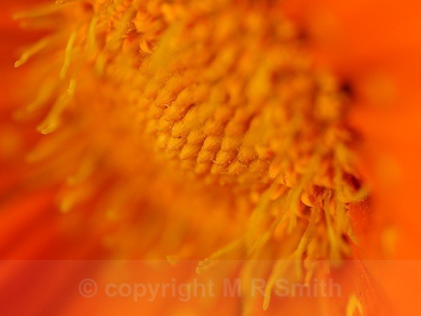 Gazania Crown - MACRO & CLOSE UPS