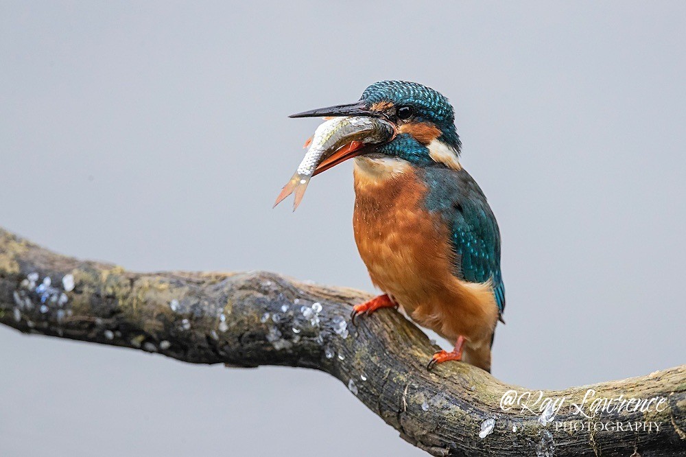 Kingfisher Alcedo Atthis058 - Kingfishers