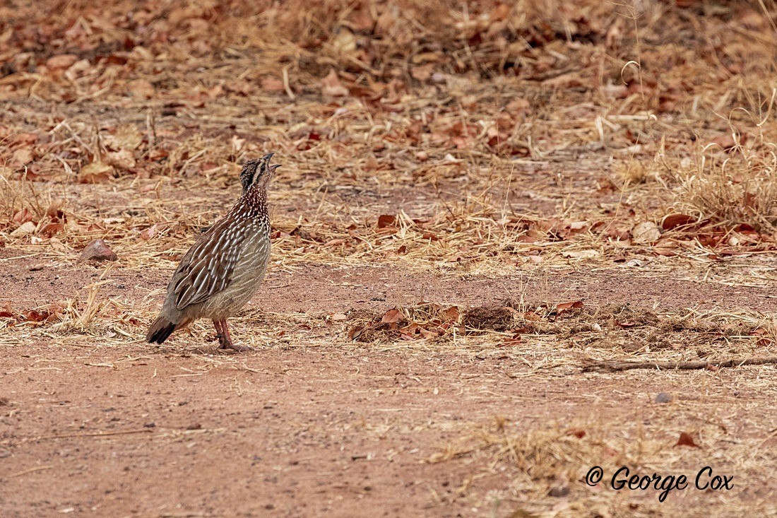 Bird Crested Francolin - South Africa - Limpopo