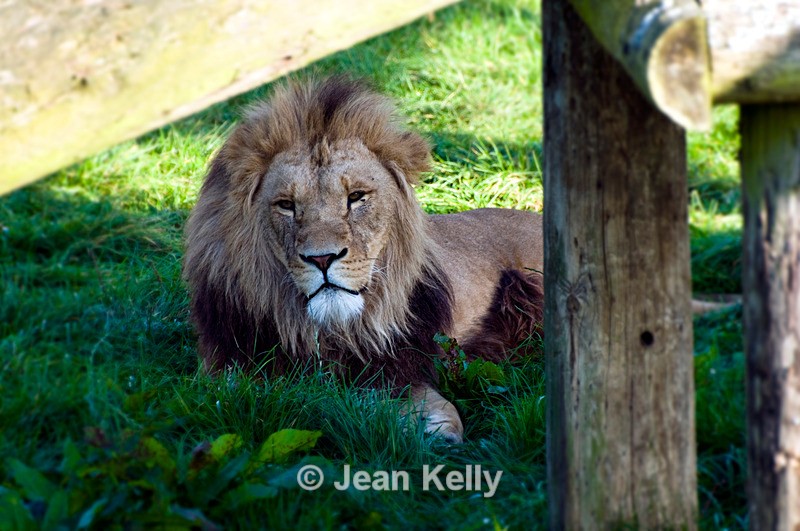 Lion - 0714 - Cats