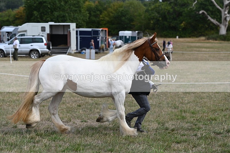 WJ6_6544 - Class 20 In-hand Cob