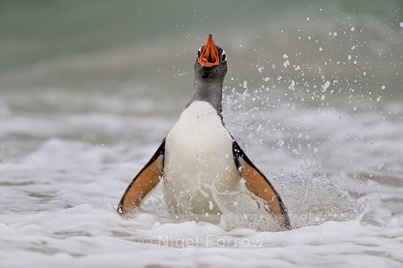 Gentoo Penguin startled, Carcass Island, Falklands - Gentoo Penguin