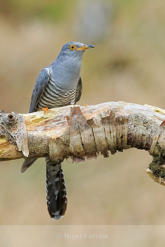 Cuckoo (male) portrait, Scotland - Cuckoo