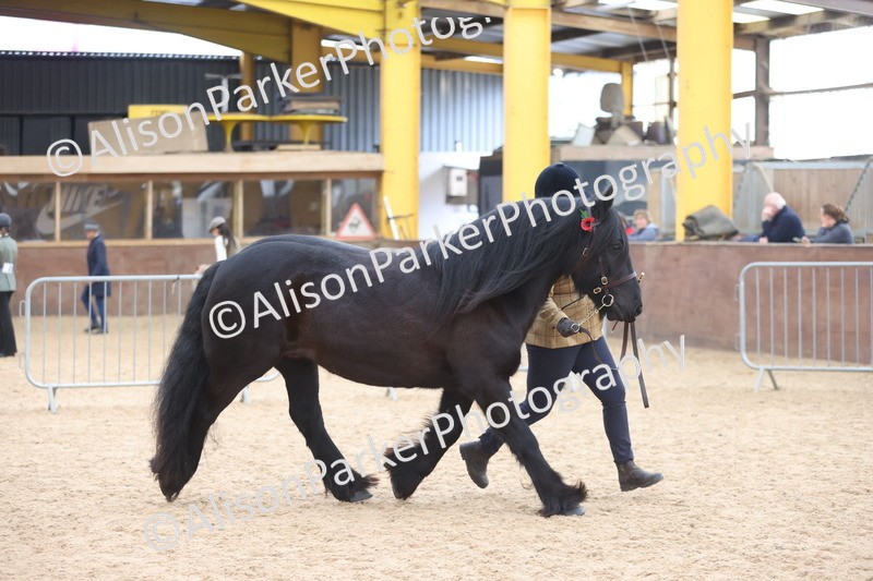 20251109-1072 - Class 29 - Geldings 4 Years and over