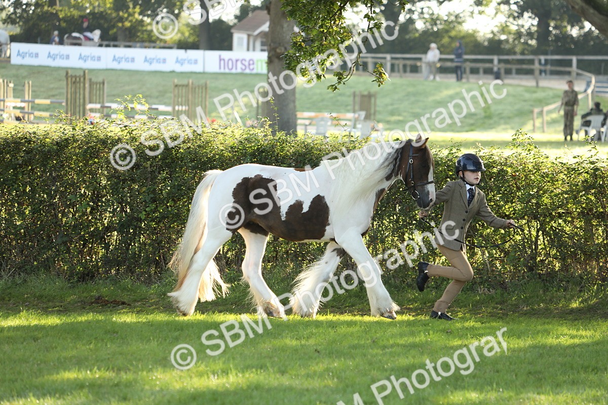 SBM_60854 - S43 - Coloured Pony In Hand