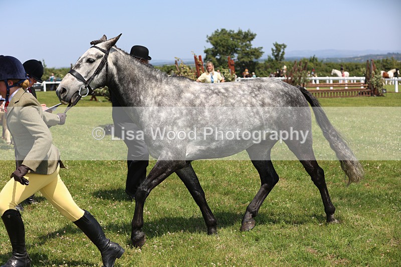 JPP_2912 - Class 21: Working Hunter 60cm