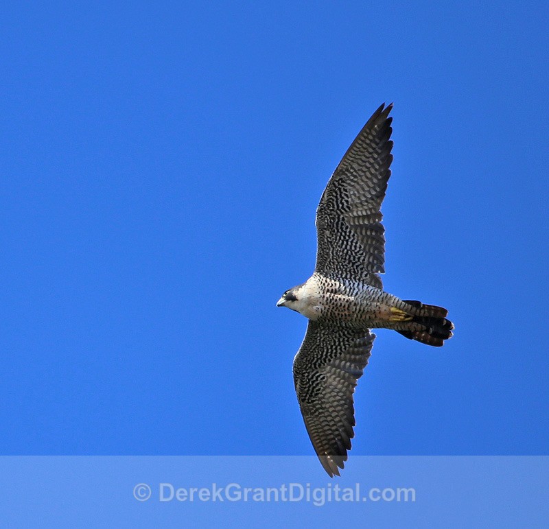 Peregrine Falcon - 1 - Birds of Atlantic Canada