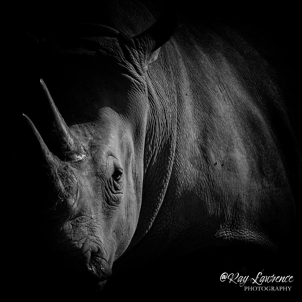 Southern White Rhinoceros-RLP_0043 - Monochrome Zoo