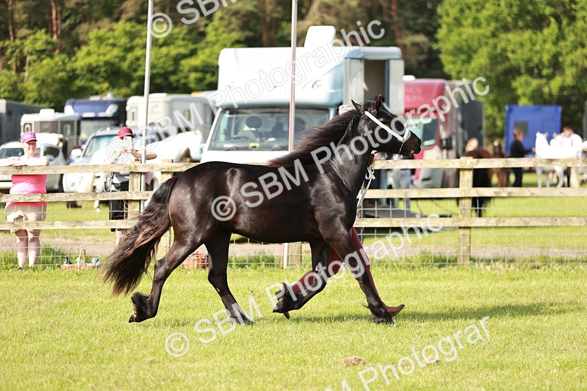 SBM_00693 - Class 14-23 - Mountain & Moorland In Hand Non Welsh