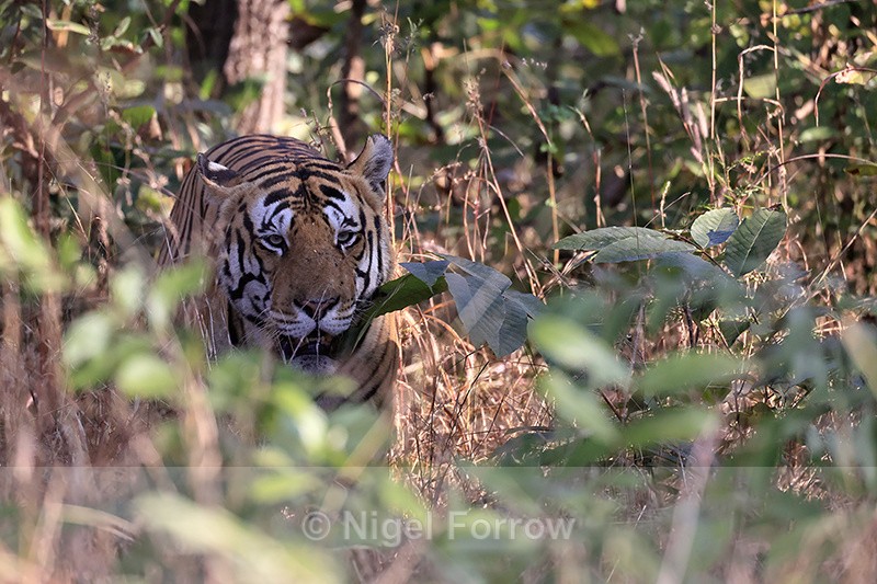 Male Bengal Tiger in undergrowth, Panna, Madhya Pradesh, India - Tiger