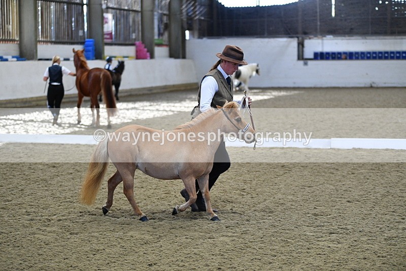 WJ5_3885 - Class 5 In Hand Veterans