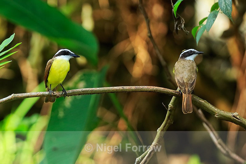 Great Kiskadees perched, Manuel Antonio, Costa Rica - Great Kiskadee
