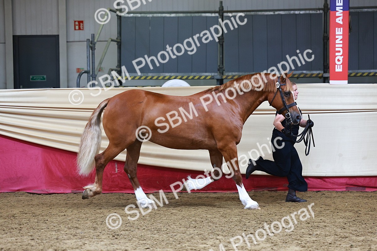 SBM_23075 - Class 903 - Supreme Final - IH Pre Vet