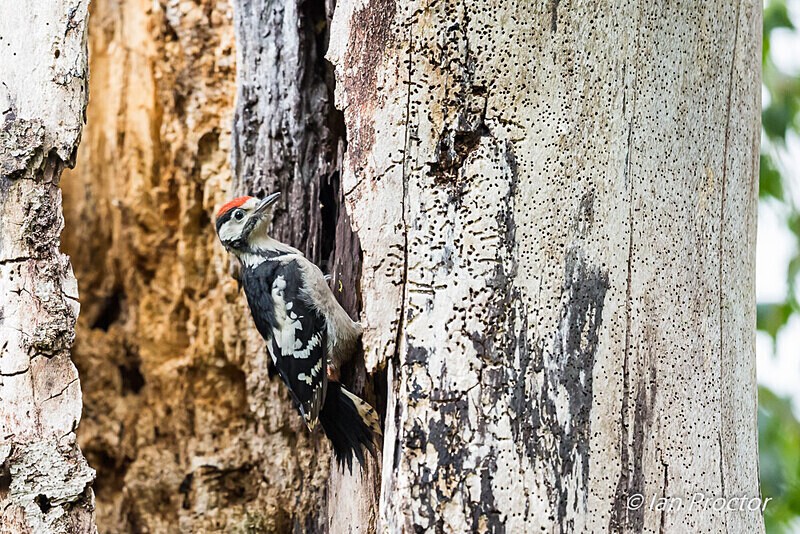 Great Spotted Woodpecker Fledgling 4 of 8 - Nature