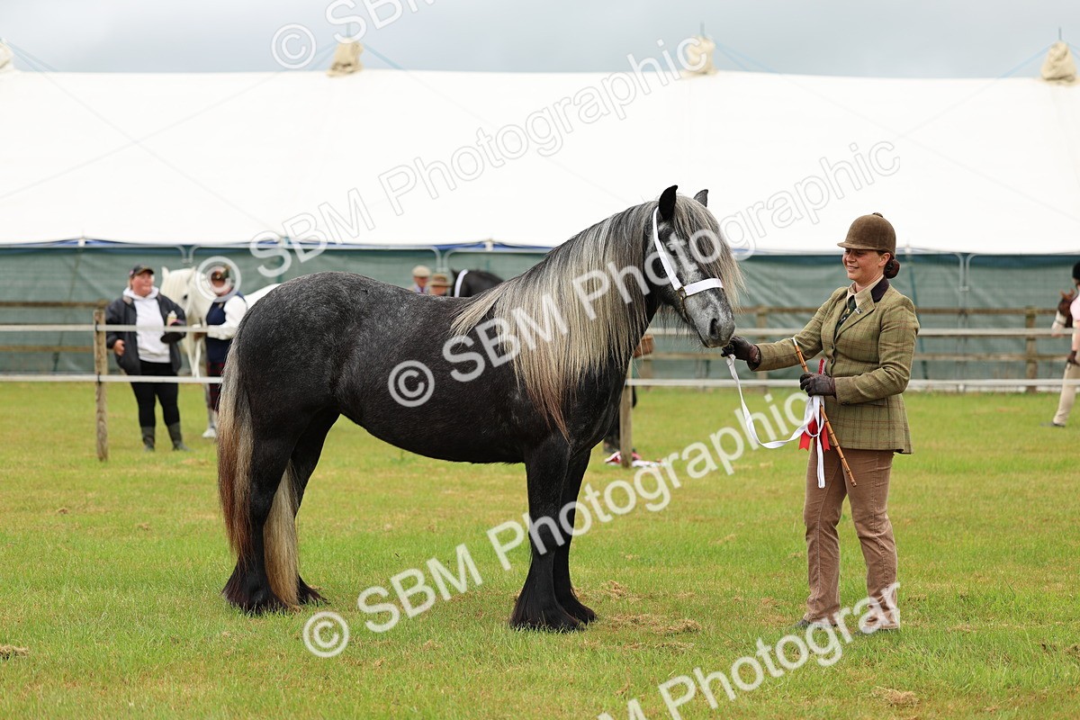 SBM_00438 - Class 58-67 - M&M Non Welsh Pony In hand