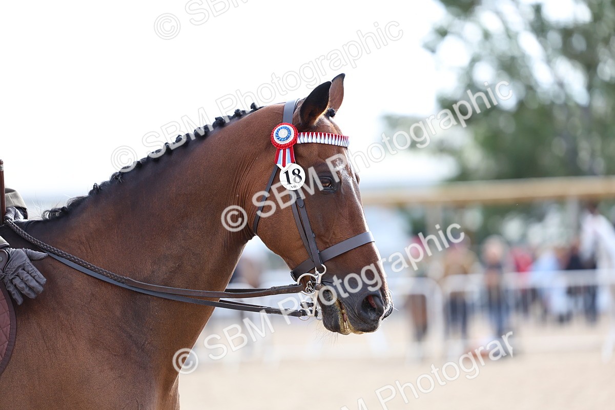SBM_09169 - Class 303 - Ridden Pure Bred Horse Pony