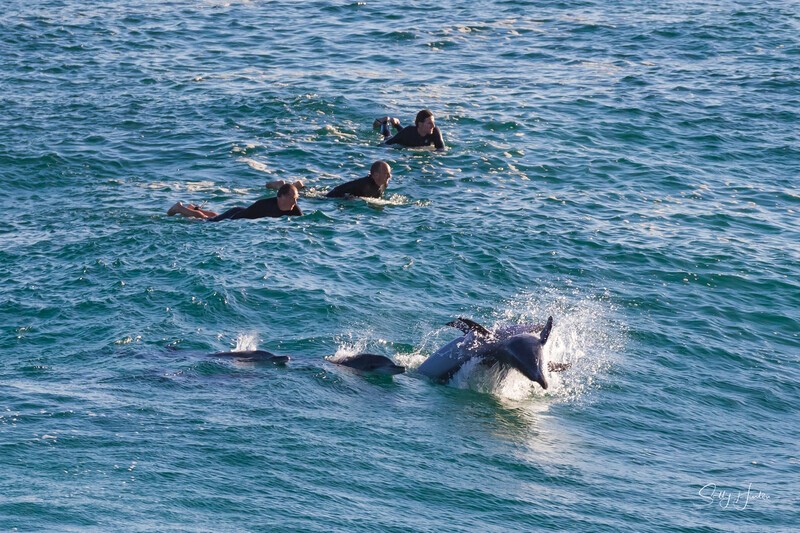 Dolphins with surfers 2 - Dolphins