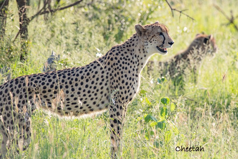  - South Africa Birds and Mammals