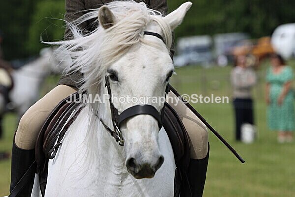 IMG_2717 - Working Hunter