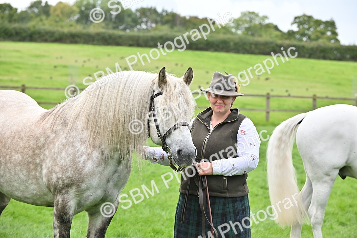 SBM_63309 - S49 - Mountain & Moorland In Hand Large Breeds