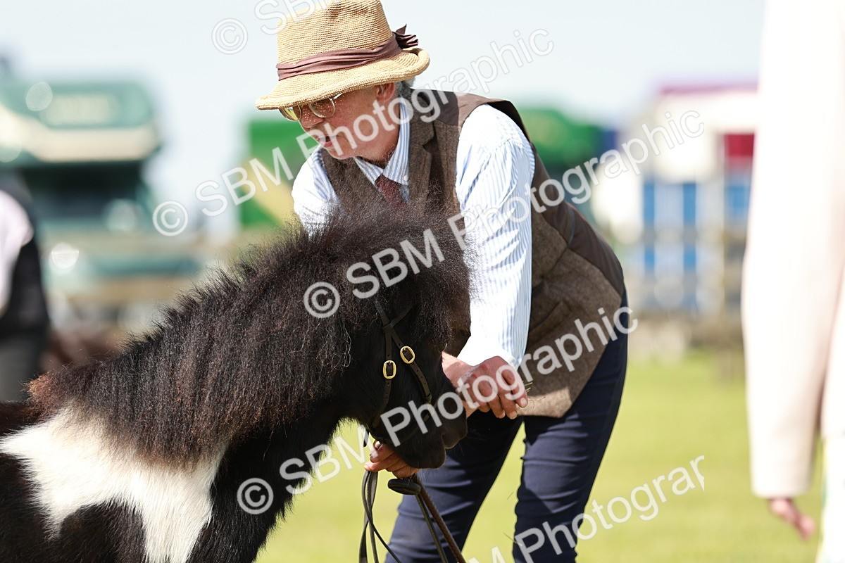 SBM_01917 - Class 14-23 - Mountain & Moorland In Hand Non Welsh