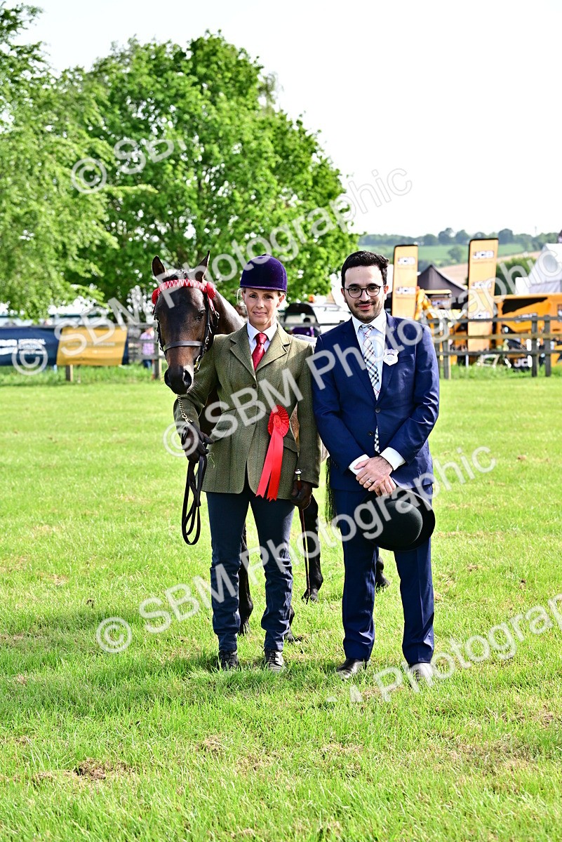 SBM_01001 - Class 46-49 - Arab and Part Bed-Anglo Arab In Hand