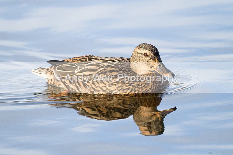 20130126-_MG_2170 - Mallard