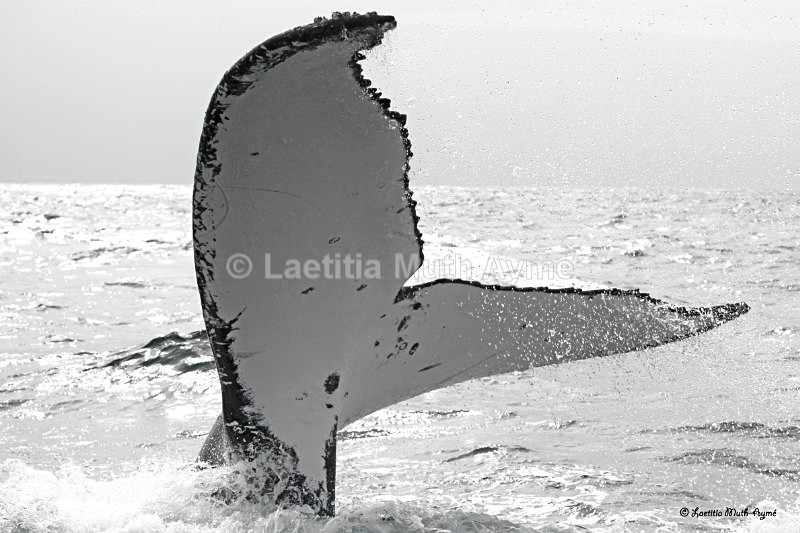 IMG_0462 Gabon - Marine wildlife
