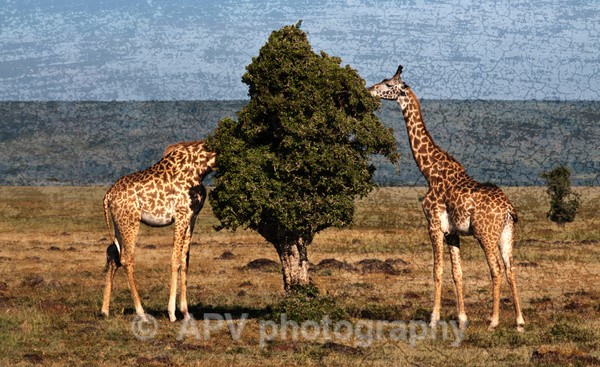 Camera shy... - The Photographic Angle - Wildlife Exhibition