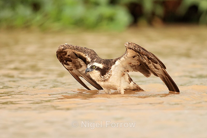 Osprey preparing for take-off, Rio Sao Lourenco, Mato Grosso, Brazil - Osprey
