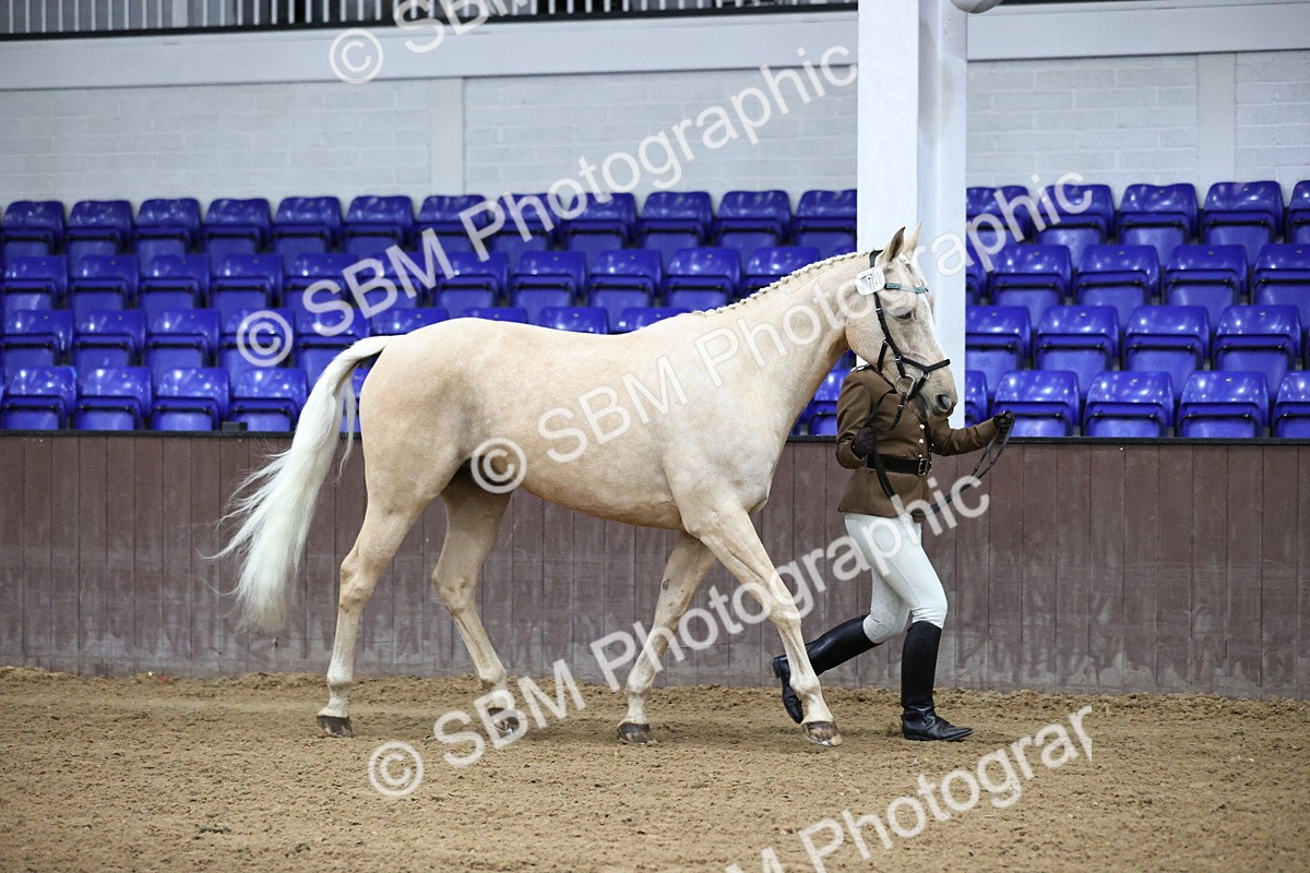 SBM_5204 - Class 39 - In Hand Gelding