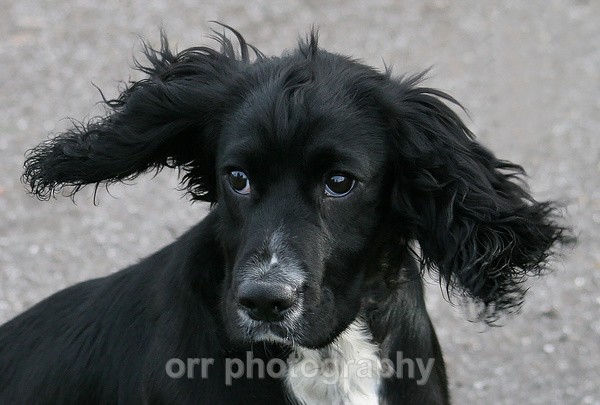  - Dogs