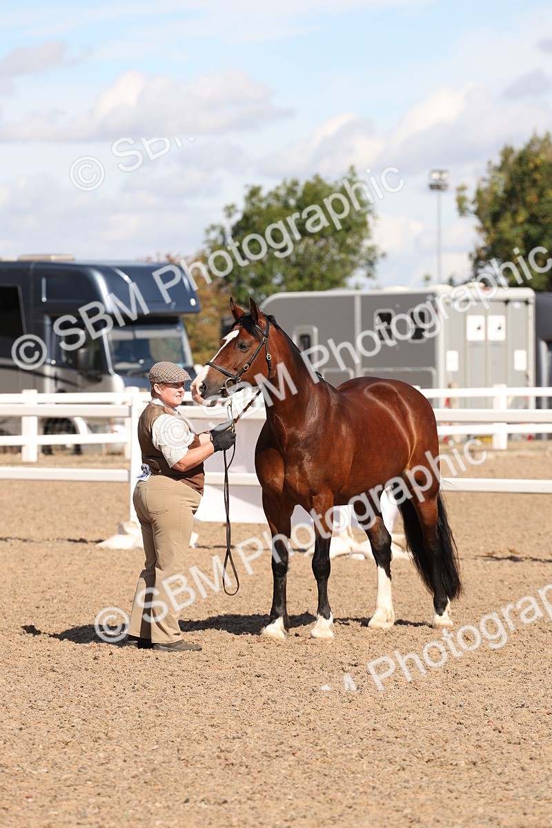 SBM_13934 - Class 205 - IH Show Pony - Show Hunter Pony
