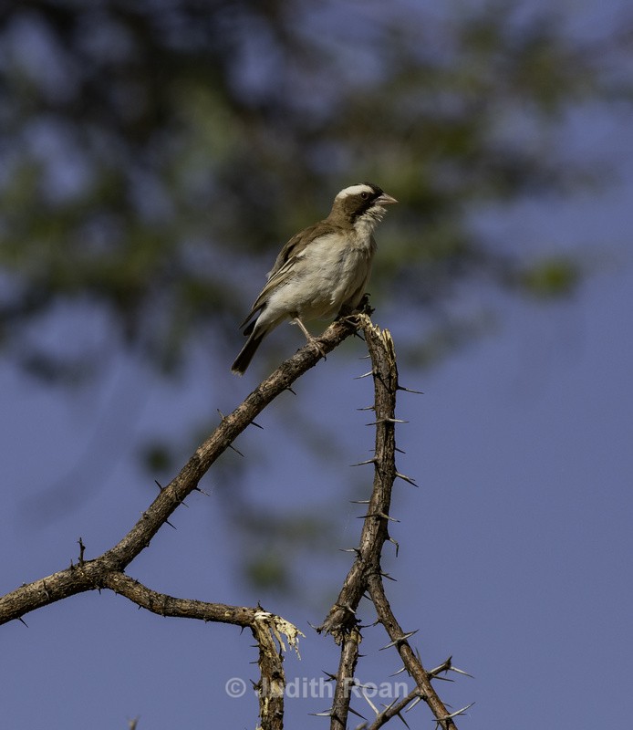 White-browed Sparrow Weaver - Namibia 2022