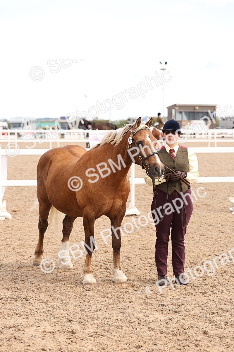 SBM_13985 - Class 205 - IH Show Pony - Show Hunter Pony
