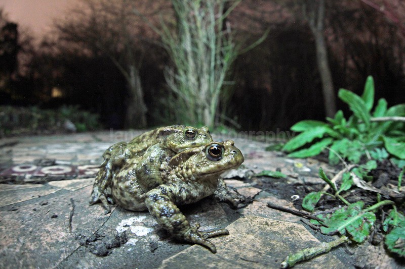  - Reptiles, amphibians & pond life, Great Britian