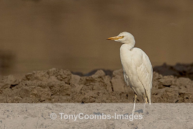Cattle Egret - Mana Pools ~ The Birds