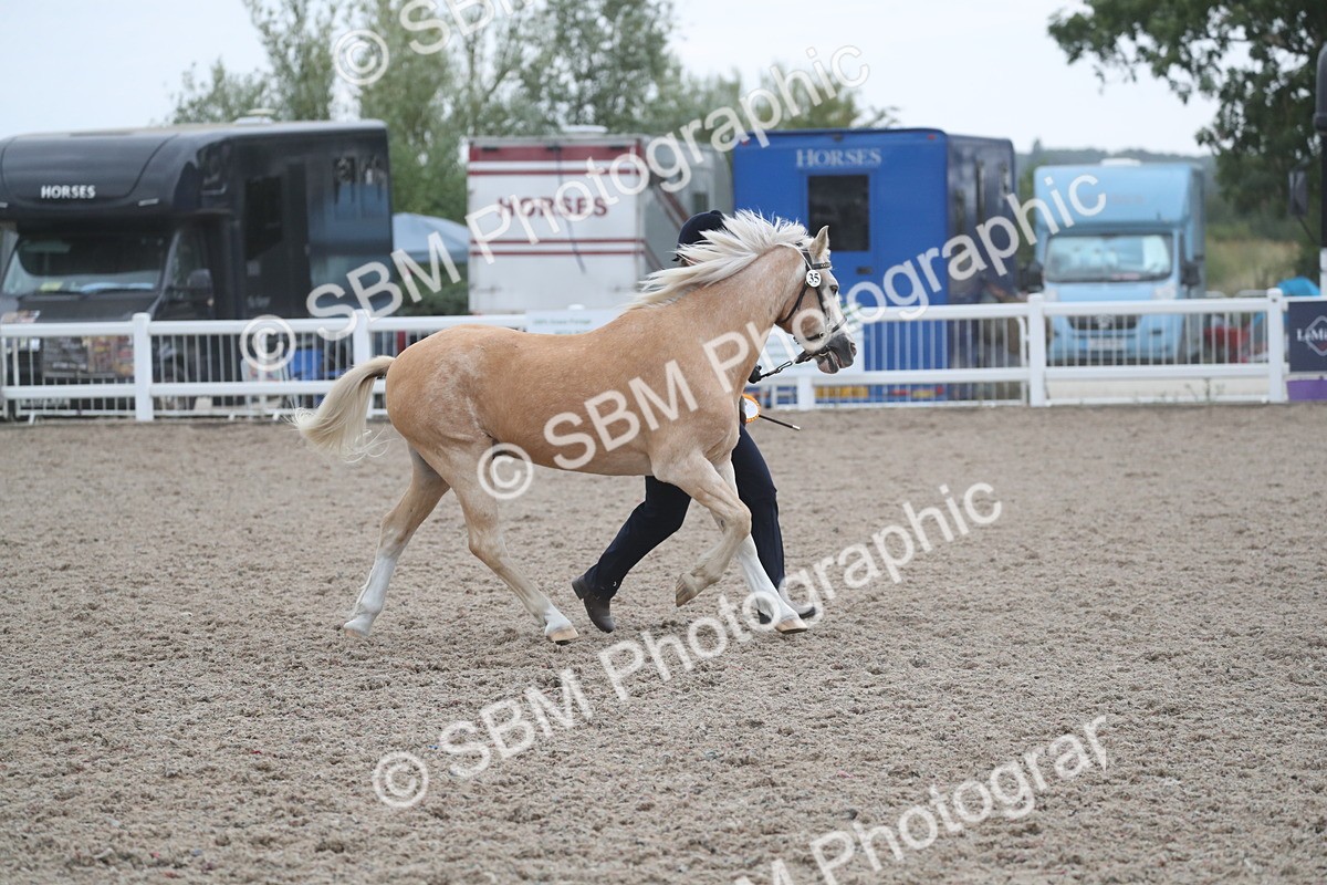 SBM_18022 - Class 317 IH Pure bred Horse/Pony