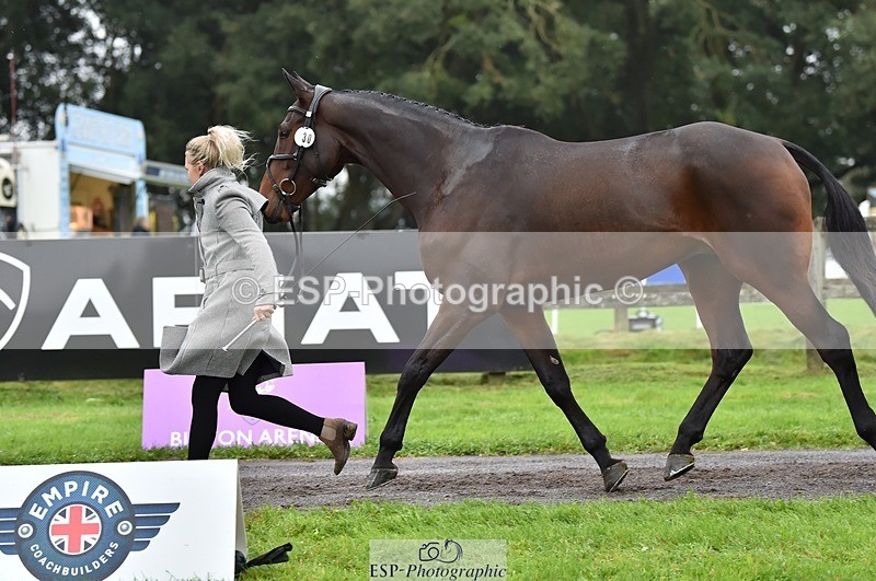 231018-122140-00237 - 030-MONBEG.SHELBY-Kat.Raybould-TrotUp