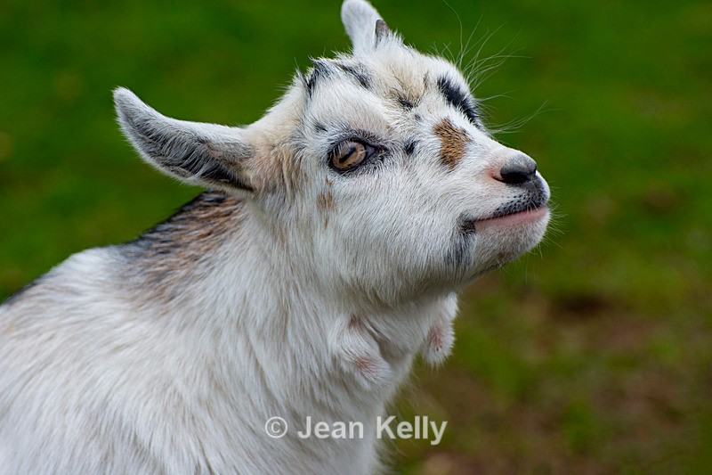 Pygmy Goat Kid - DSC_4297 - Goats