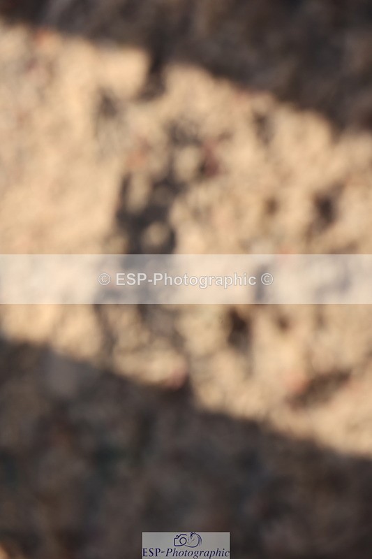 240629A-182020-09266 - Cls 14 Springboard 128cm + 138cm