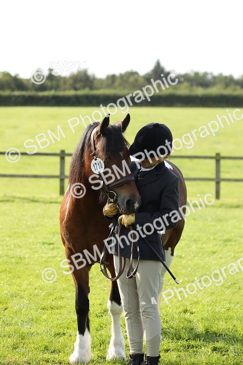 SBM_60971 - S43 - Coloured Pony In Hand