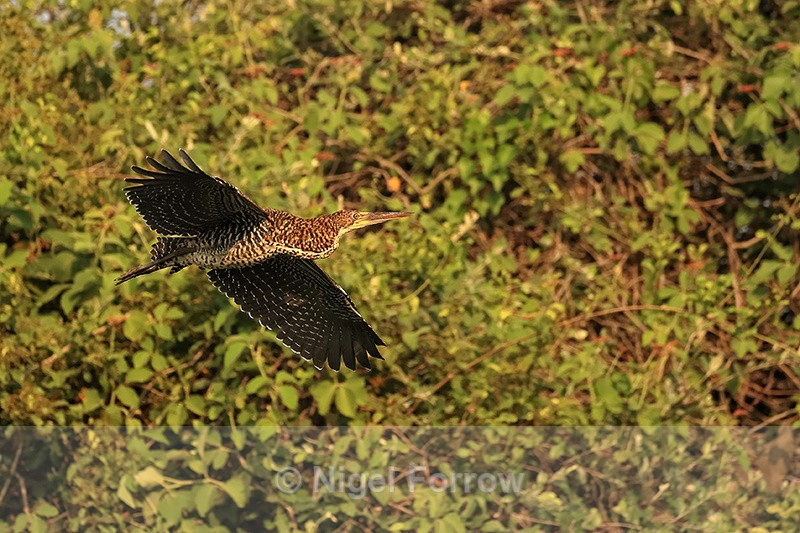 Rufescent Tiger-heron (juvenile) flying, Corixo Negro, Brazil - Rufescent Tiger-heron