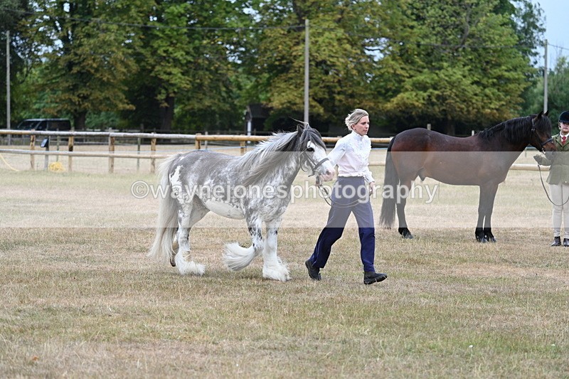 WJ7_9631 - Class 5 Most Handsome Gelding (up to 14.2hh)