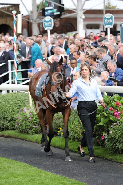 yr17082022r4-33 - Race 4 3.35pm Juddmonte International Stakes (British Champions Series Race)