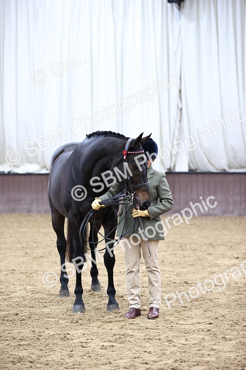 SBM_5767 - Class 3 - BSHA In Hand Show Hunter
